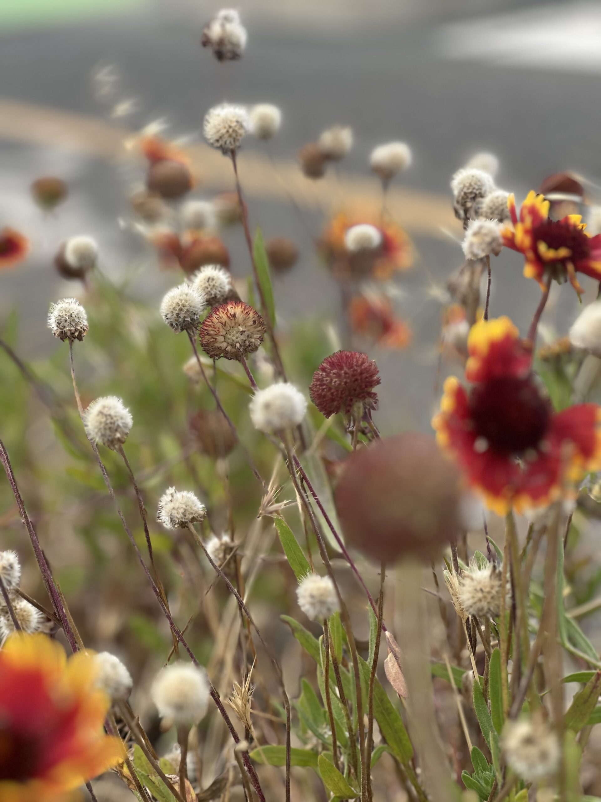 So Many Tender Things - Wildflowers in Fields